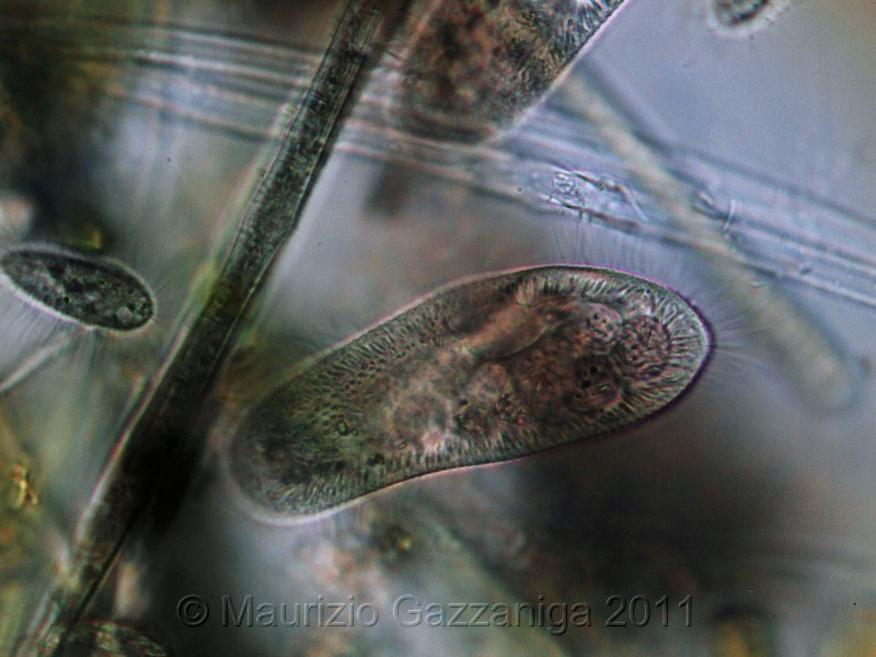 Pascolatore microbico [ Paramecium sp. ]